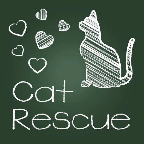 Cat Rescue Shows Save Kitten And Recovering — Stock Photo, Image