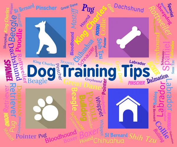 Kutya képzés tippek eszközök Coaching oktatás és háziállatok — Stock Fotó