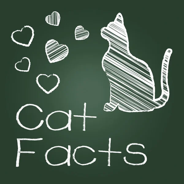 Cat Facts Means Details Info And Pets — Stock Photo, Image