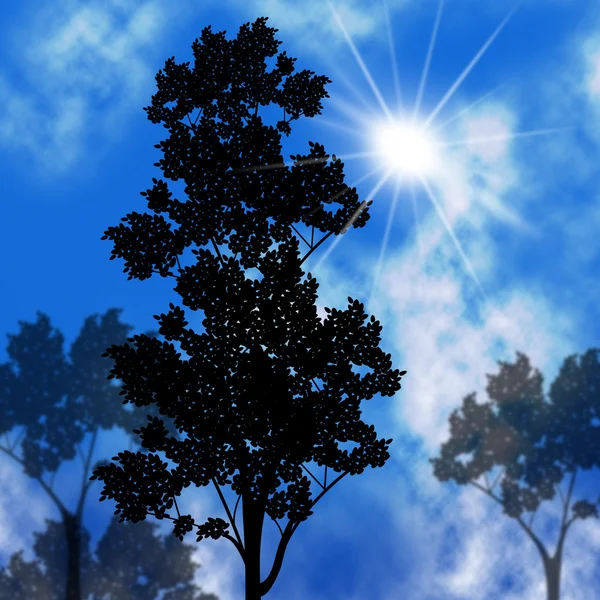 Coucher de soleil à la campagne montre tronc d'arbre et branche — Photo