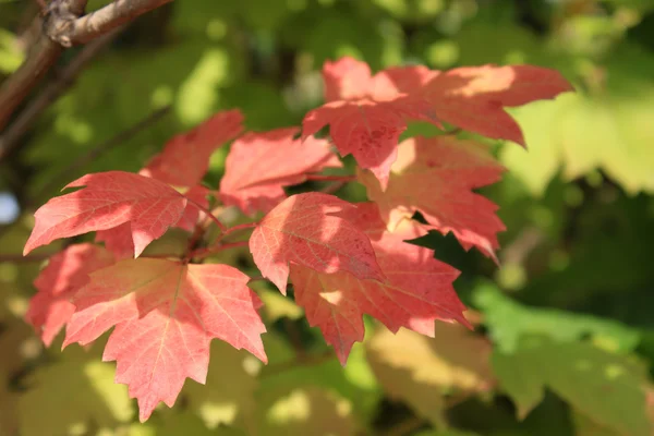 Sonbahar renkleri. Kartopu kırmızı ve yeşil yaprakları — Stok fotoğraf
