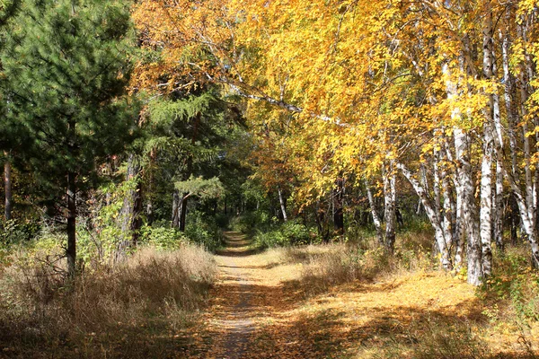 Paisaje dorado otoñal - camino en un bosque mixto —  Fotos de Stock