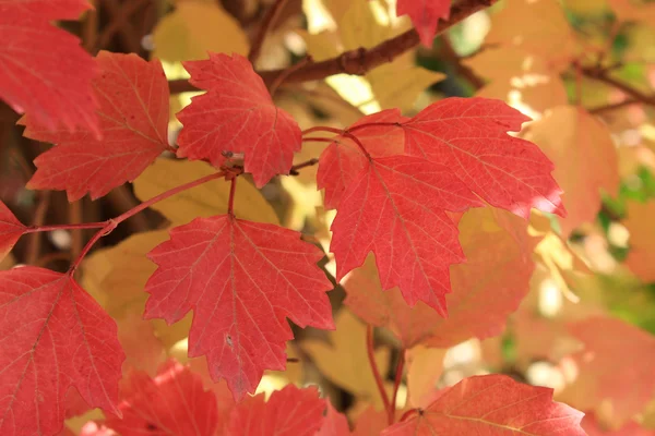 Colores otoñales. Hojas rojas de viburnum —  Fotos de Stock