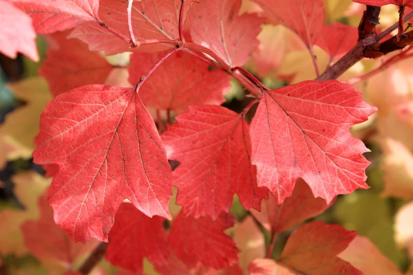 Autumn colors. Red leaves of viburnum — Stock Photo, Image