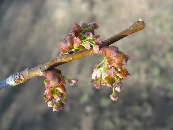 Våren. Elm kvist med smältande hanblommor Royaltyfria Stockfoton