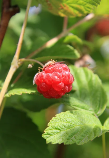 Smakelijk framboos op een takje — Stockfoto