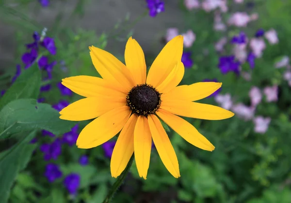 Rudbeckia žlutý květ — Stock fotografie