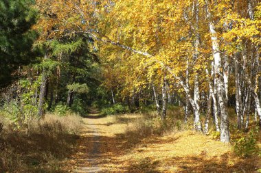 Gold autumn landscape - path in a mixed forest clipart
