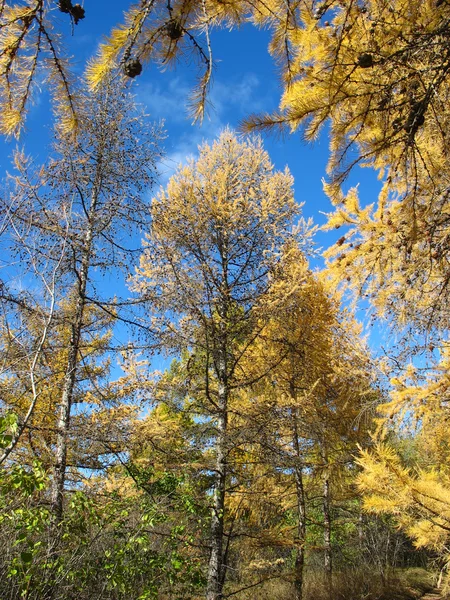 Herfst. Gouden lariks toppen tegen blauwe hemel — Stockfoto