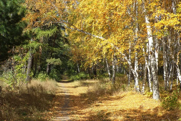 Paesaggio autunnale dorato - sentiero in una foresta mista — Foto Stock