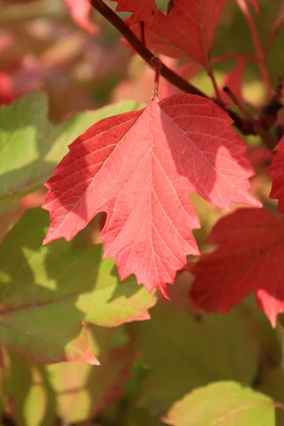 Autumn colors. Red and green leaves of viburnum — Stock Photo, Image