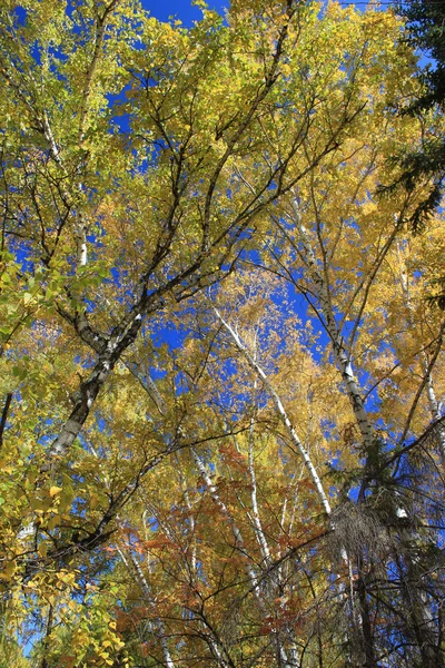 Jesienią. Topy złota brzoza przeciw błękitne niebo — Zdjęcie stockowe