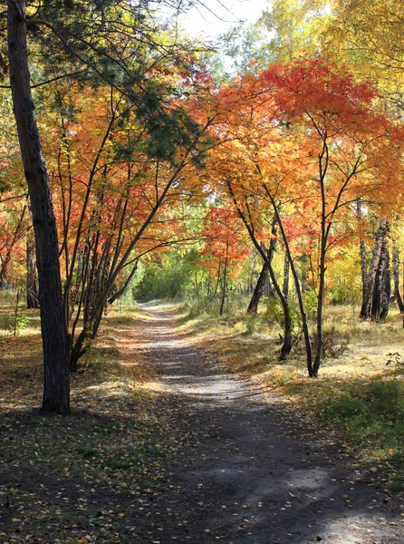 Jesień krajobraz - ścieżka w lesie mieszanym — Zdjęcie stockowe