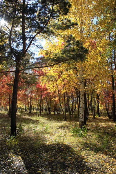 Jesień krajobraz - mieszany Las — Zdjęcie stockowe
