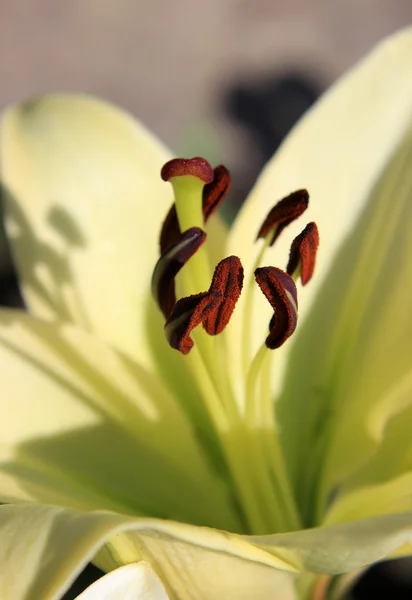 Inside a lily. Macro of pale yellow lily stamens — Stock Photo, Image