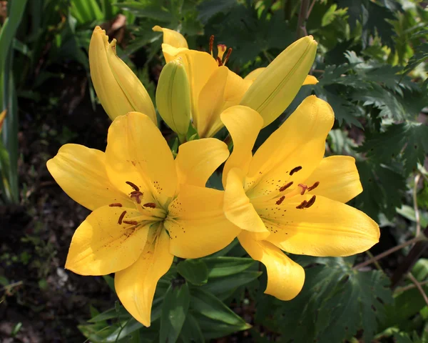 Tres lirios amarillos en el jardín —  Fotos de Stock