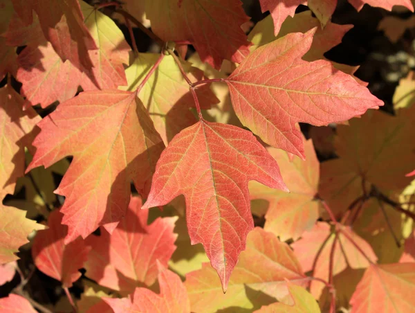 Colores otoñales. Hojas rojas y anaranjadas de viburnum —  Fotos de Stock