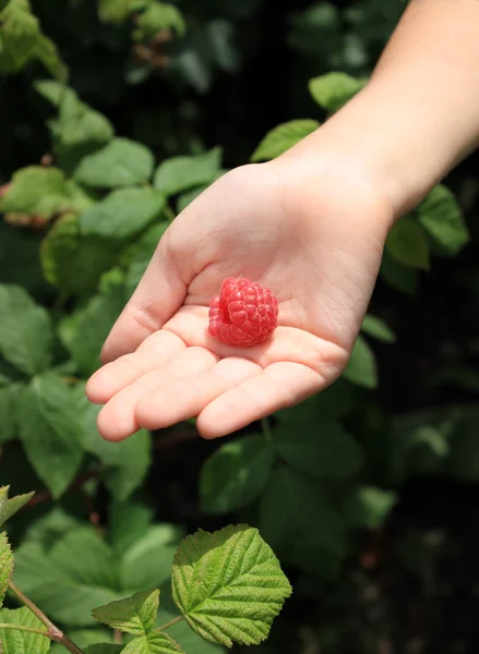 Big raspberry on childs palm — Stock Photo, Image