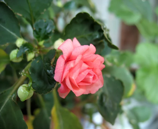 Pembe Impatiens çiçek (balsamine)