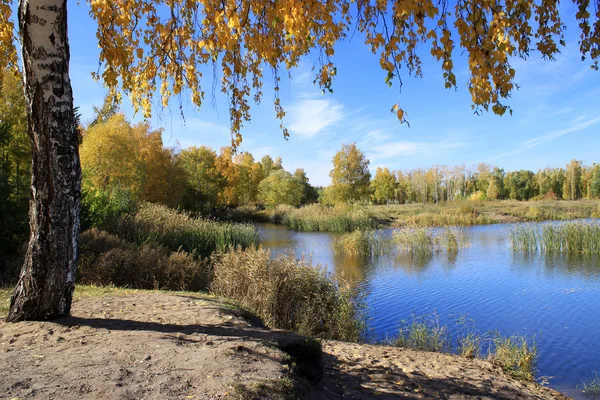 Autumn landscape - gold birch near pond — Stock Photo, Image