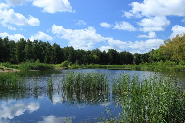 Letní krajina - rybník v parku — Stock fotografie