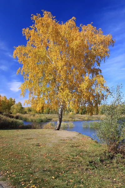 Autumn landscape - gold birch near pond — Stock Photo, Image