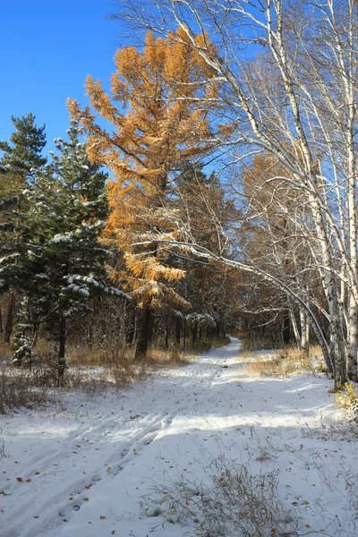 后期的秋景-第一场雪在混交林 — 图库照片