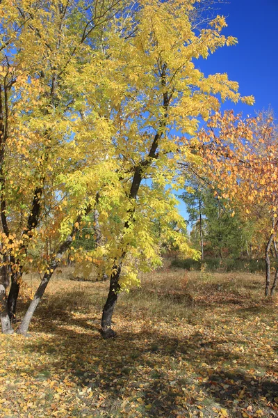 Autumn. Gold maples — Stock Photo, Image