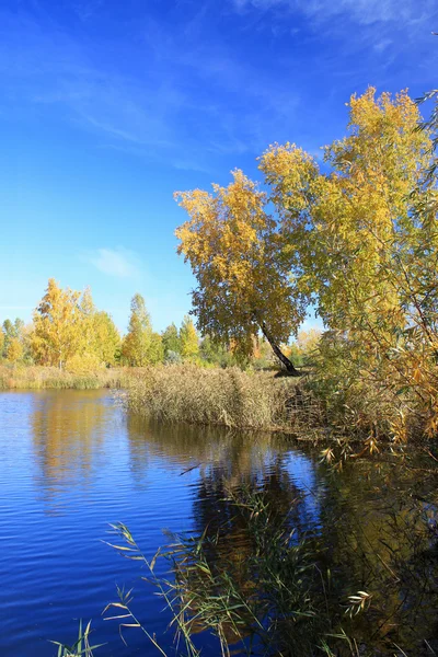 Paysage d'automne - bouleaux dorés près de l'étang — Photo