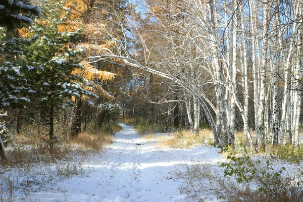 Spätherbstlandschaft - erster Schnee im Mischwald — Stockfoto