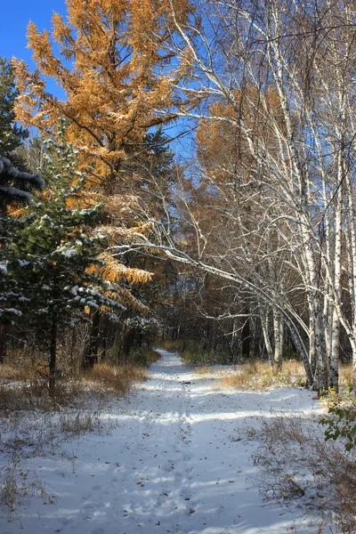 Spätherbstlandschaft - erster Schnee im Mischwald — Stockfoto