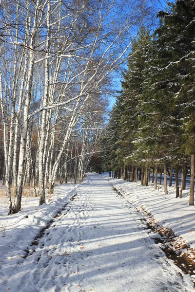 Późną jesienią krajobraz - pierwszy śnieg w parku — Zdjęcie stockowe