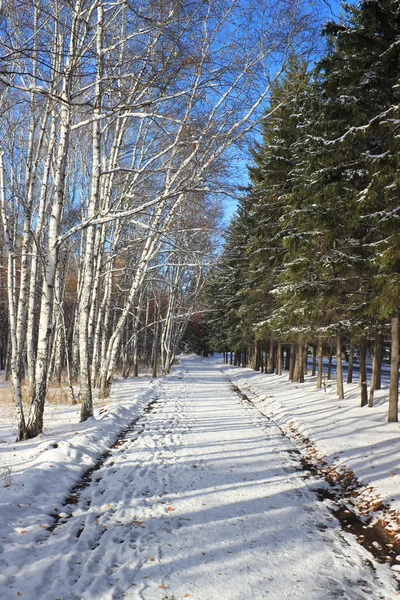 Senhösten landskap - först snö i en park Stockbild