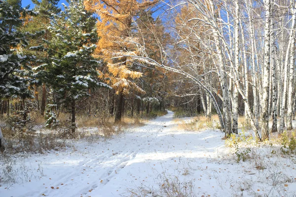 Paisaje de finales de otoño: primera nieve en bosque mixto —  Fotos de Stock