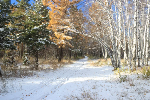 后期的秋景-第一场雪在混交林 — 图库照片