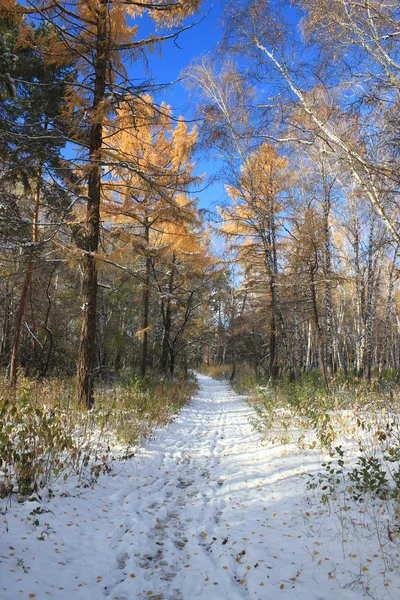 Paisaje de finales de otoño: primera nieve en bosque mixto —  Fotos de Stock