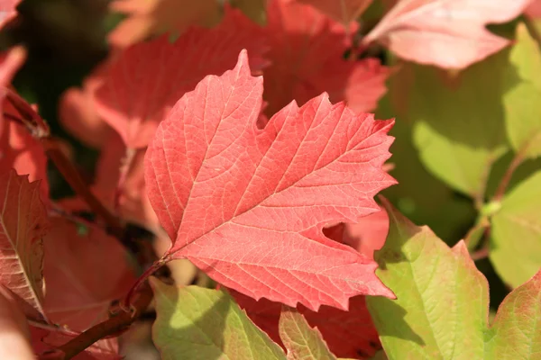 Autumn colors. Red and green leaves of viburnum — Stock Photo, Image