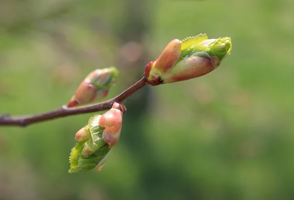 Le printemps. Fusion des bourgeons de tilleul — Photo