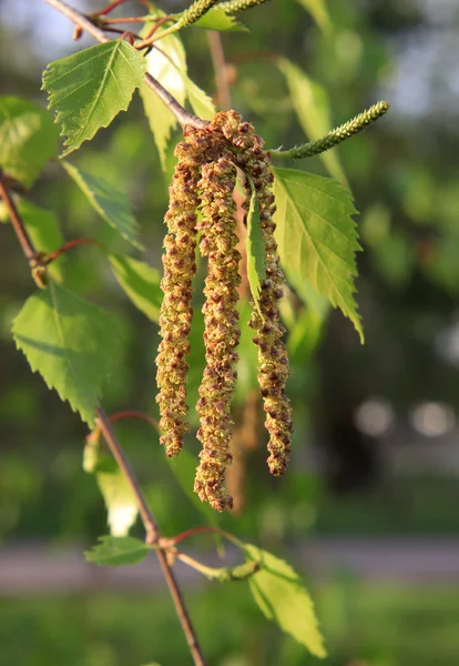 Άνοιξη. μεγέθυνση της σημύδας catkins — Φωτογραφία Αρχείου