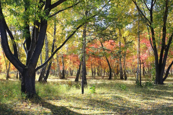 Podzimní krajina - smíšený les — Stock fotografie