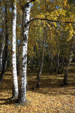 Bir altın huş ağacı koru. Sonbahar manzara