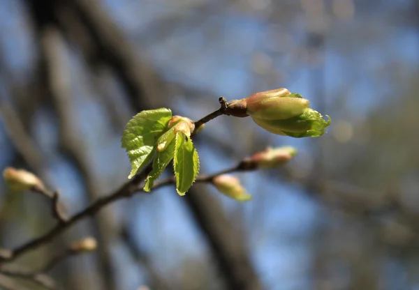 Jaro. Tání pupeny linden — Stock fotografie