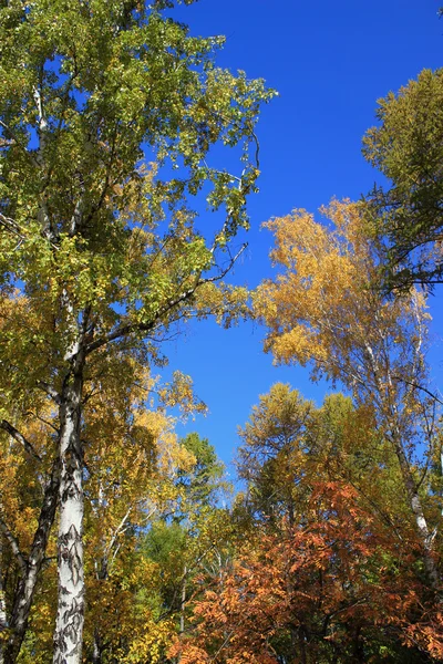 Jesienią. Brzoza topy przeciw błękitne niebo — Zdjęcie stockowe