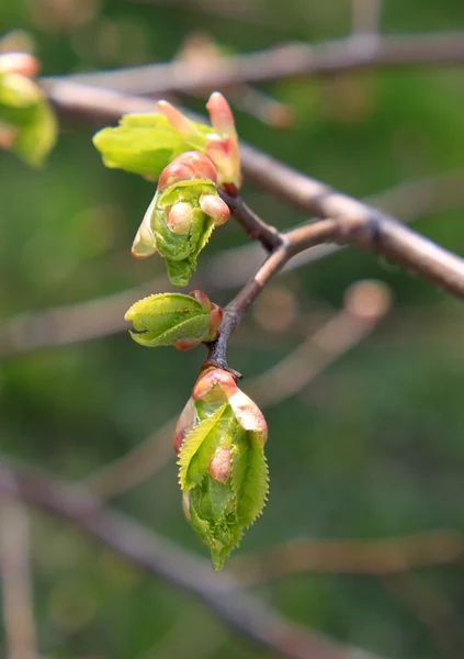 Spring. Melting buds of linden — Stock Photo, Image