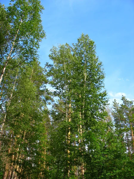 Huş ağacı ve çam üstleri mavi gökyüzü karşı — Stok fotoğraf