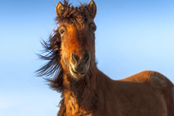 Cheval brun gros plan — Photo