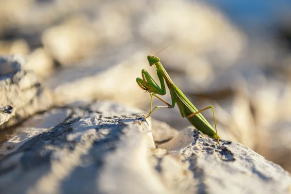Orando Mantis em rochas — Fotografia de Stock