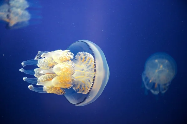 Jellyfish Underwater moving around — Stock Photo, Image