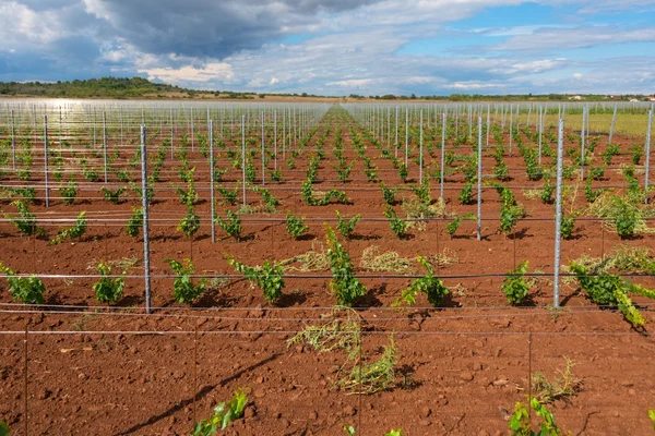 Viticultura con plantones de uva — Foto de Stock