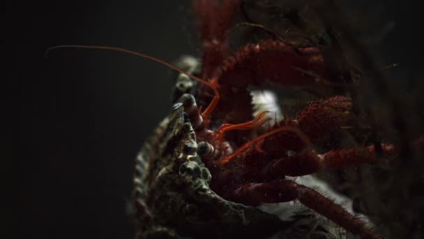 Grand crabe ermite — Video